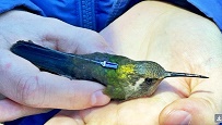 Tiny Transmitter Tracks Hummingbirds In Real-Time - RF Cafe