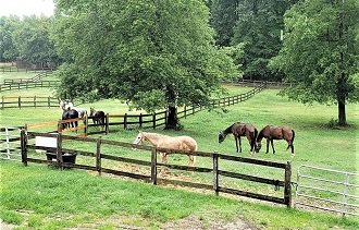 Fenced-in pastures w/covered hay feed areas - 3809 SE School Road, Greensboro, NC 27406