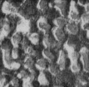 Scanning electron microscope image #1 - RF Cafe
