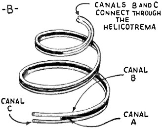 Diagram of the positions of the cochlea canals - RF Cafe