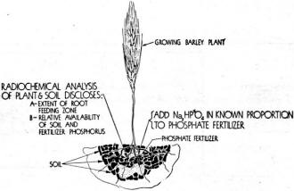 Radioactive fertilizer permits many unusual studies of soil and plant growth - RF Cafe
