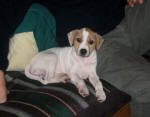 RF Cafe: Brad E.'s Jack Russel Terrier puppy