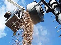 Acorns in Microwave Antenna - RF Cafe