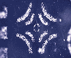 Electroadhesive Stamp to Maneuver Microscopic Structures - RF Cafe