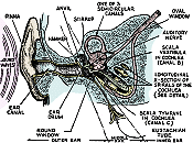 How Do We Hear? Part II, June 1936 Radio-Craft - RF Cafe