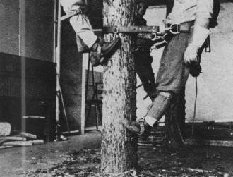 Pile of chips at base of pole shows why trainees are aptly dubbed termites - RF Cafe